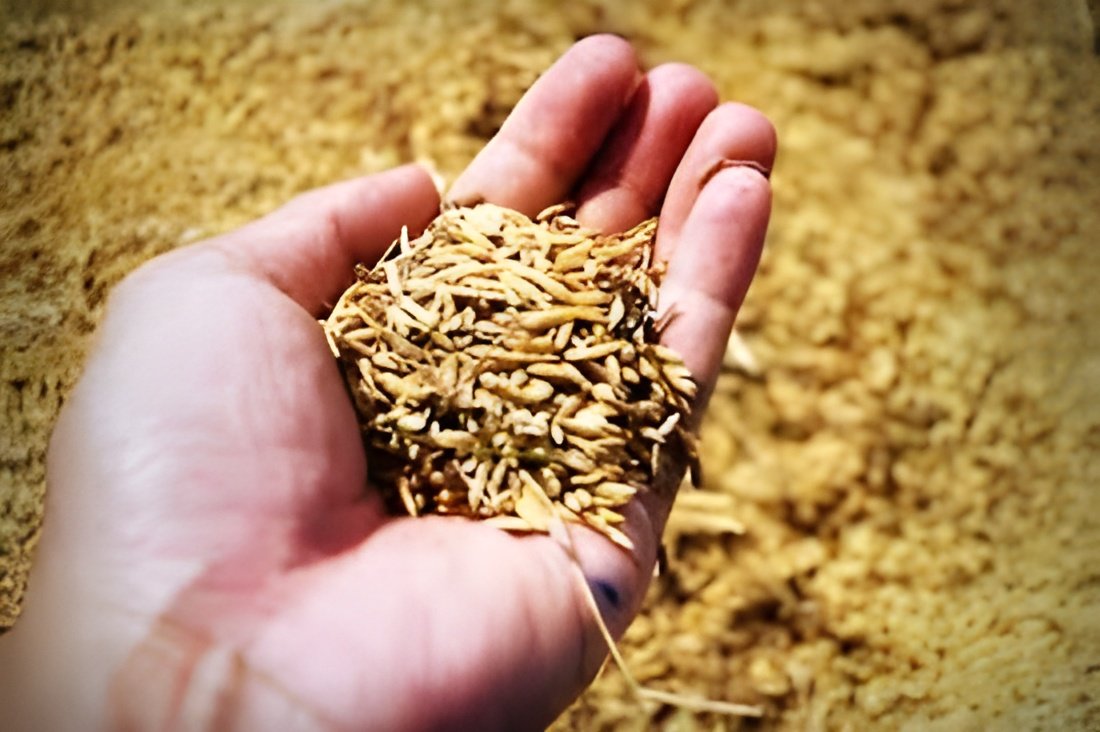 High Grade Paddy Seeds